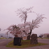 壮瞥の桜。