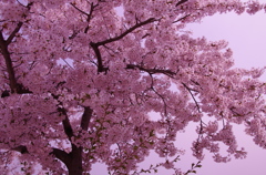 SAKURA！
