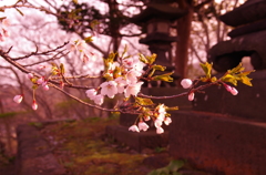 神社の桜。