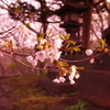 神社の桜。
