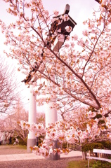 桜と鳥居。