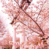 桜と鳥居。