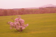 一本桜。