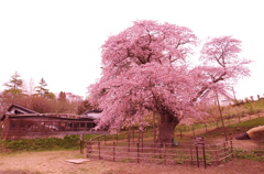 幌萌の桜。