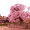 幌萌の桜。