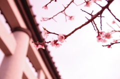 桜と鳥居。