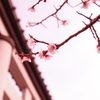 桜と鳥居。