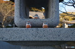 福だるま