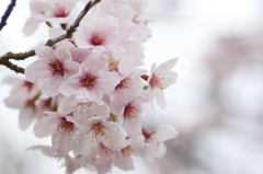 よくある桜