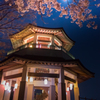 夜桜