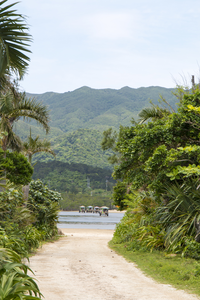 水牛 由布島から