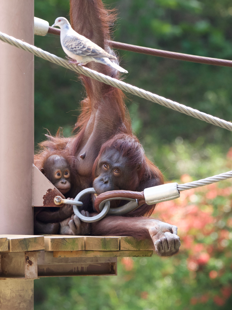 ハトとツツジとオランウータン