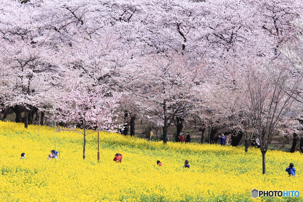 赤城南面千本桜