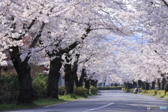 桜とS字カーブ