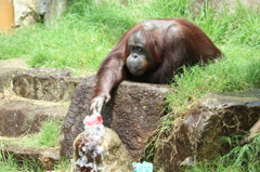 水場にて