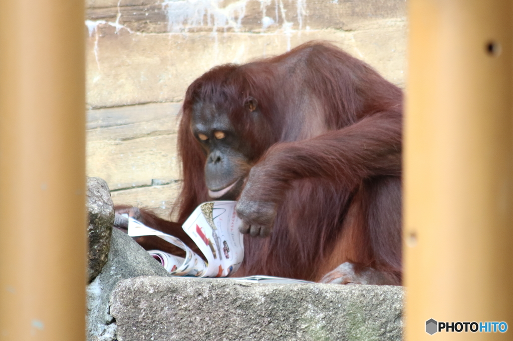 オランウータンの進化 -キキさんの場合-2