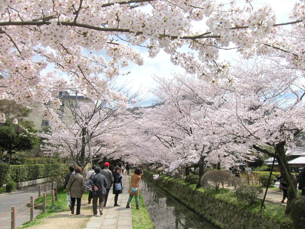 哲学の道の春