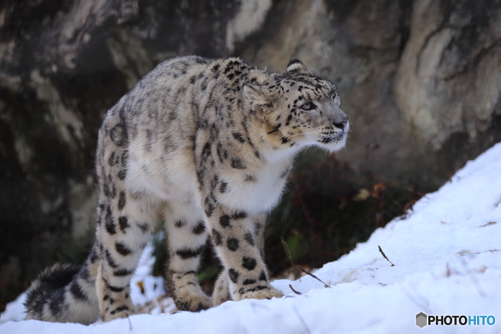 Snow Leopard