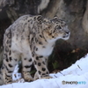 Snow Leopard