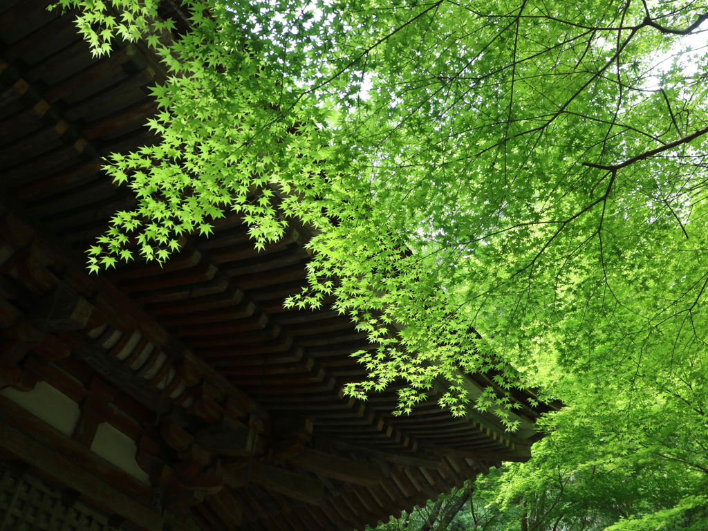 室生寺もみじ