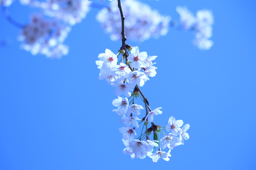 Blue Sakura