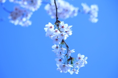 Blue Sakura