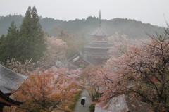 春の南朝妙法殿