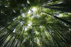 報国寺竹林