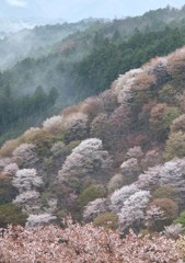 吉野の春