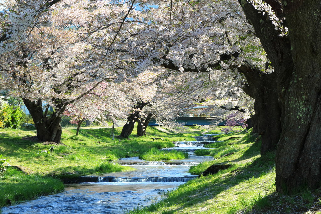 春の小川