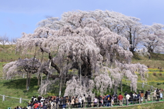 1000年を超えて