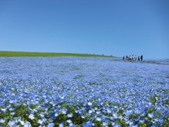 青空とネモフィラと