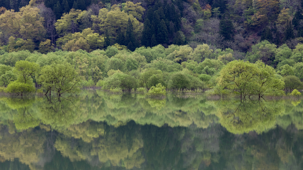 白川湖水没林