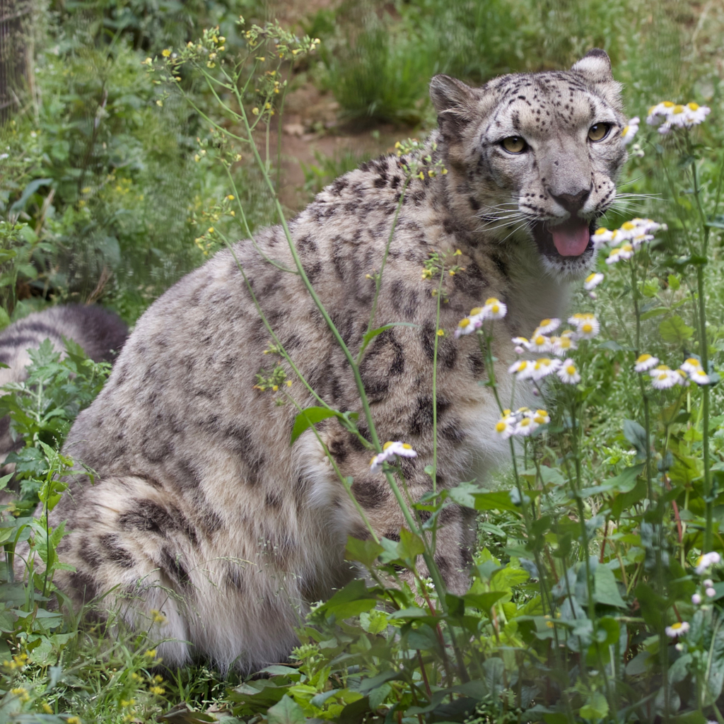 花とユキヒョウ