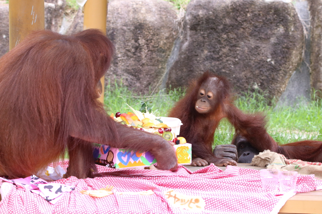  アピちゃんお誕生日おめでとう 