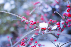 初雪