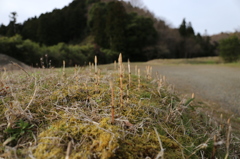 背くらべ