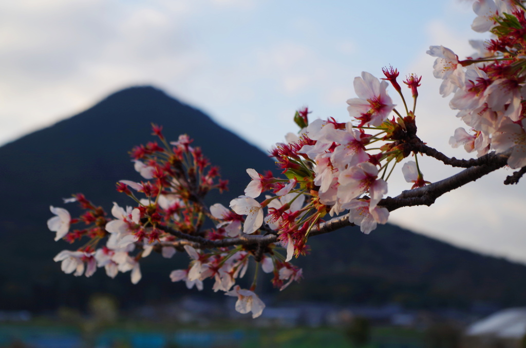 散りゆく桜と近江富士