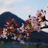 散りゆく桜と近江富士