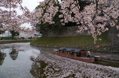 桜とお堀