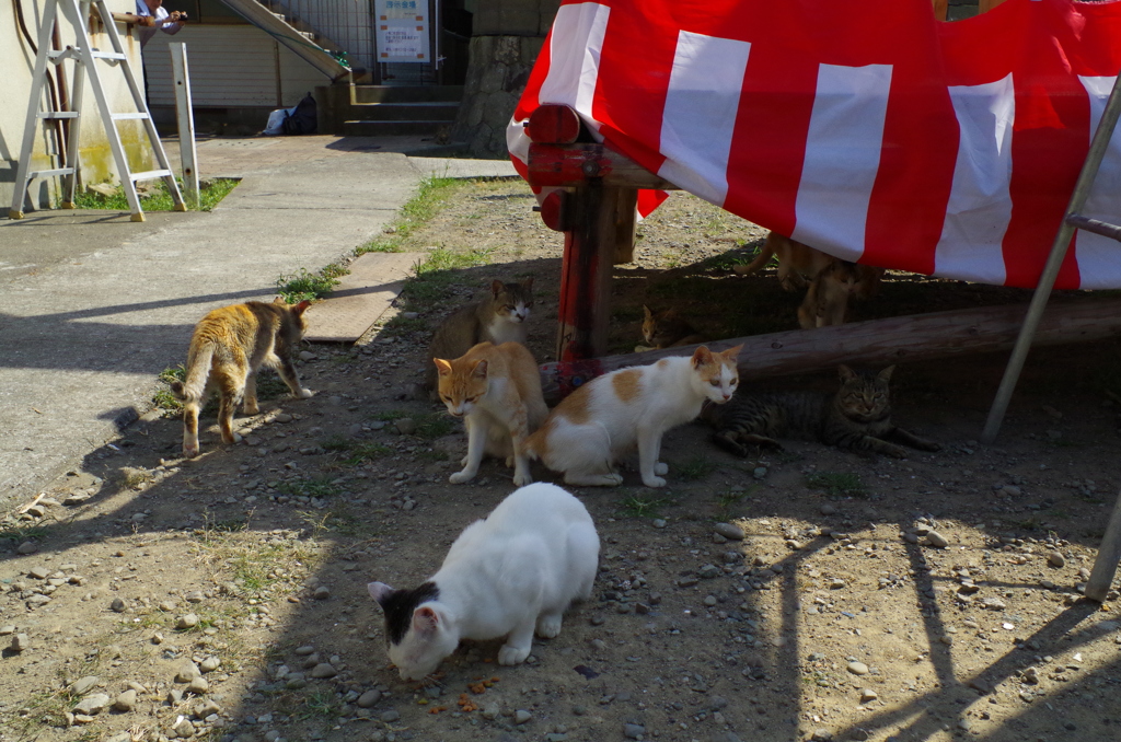 猫の島