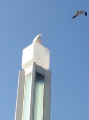 青い空とカモメ