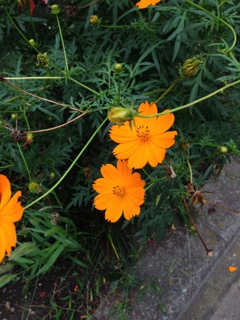 道端の花