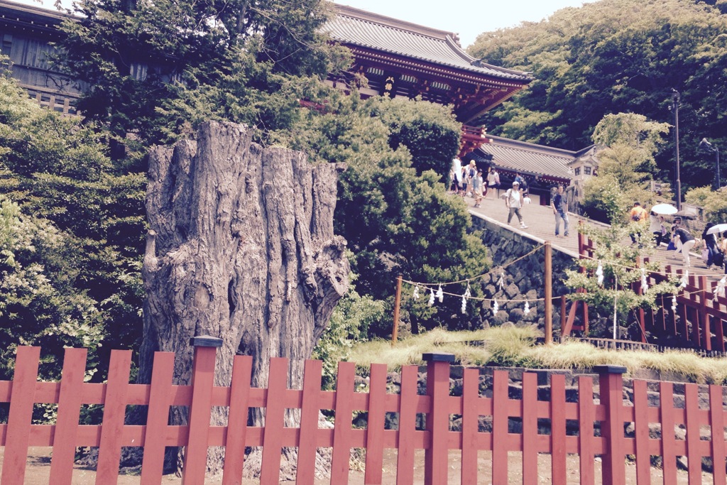 鶴岡八幡宮大銀杏