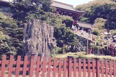 鶴岡八幡宮大銀杏