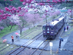 雨と桃と桜の間