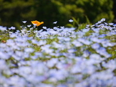 紅？一点