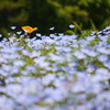 紅？一点