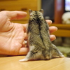 ふんばってます
