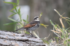 初！野鳥撮影